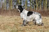 SETTER ANGLAIS 034